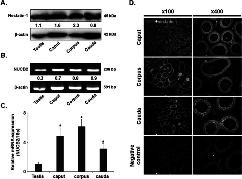 NUCB2/nesfatin-1 suppresses the acrosome reaction in sperm within the mouse epididymis.