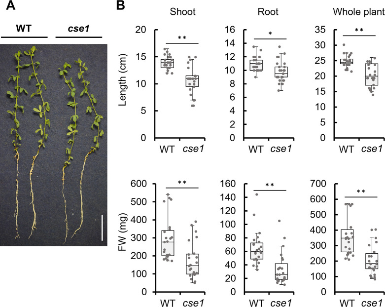 Reactive Sulfur Species Produced by Cystathionine γ-lyase Function in the Establishment of Mesorhizobium loti-Lotus japonicus Symbiosis.