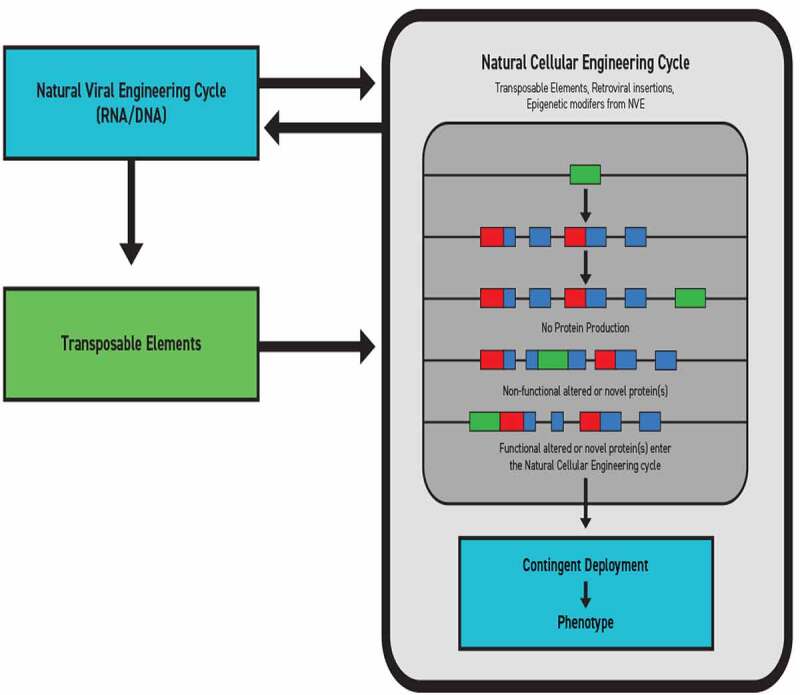 Cellular and Natural Viral Engineering in Cognition-Based Evolution.