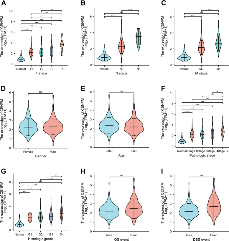 Upregulation of CENPM is associated with poor clinical outcome and suppression of immune profile in clear cell renal cell carcinoma.