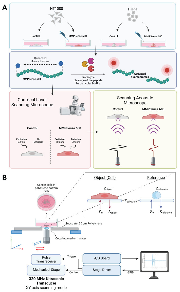 Application of scanning acoustic microscopy for evaluation of MMP activation in multiple cancer cell lines with a smart probe.