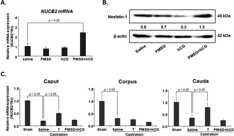 NUCB2/nesfatin-1 suppresses the acrosome reaction in sperm within the mouse epididymis.