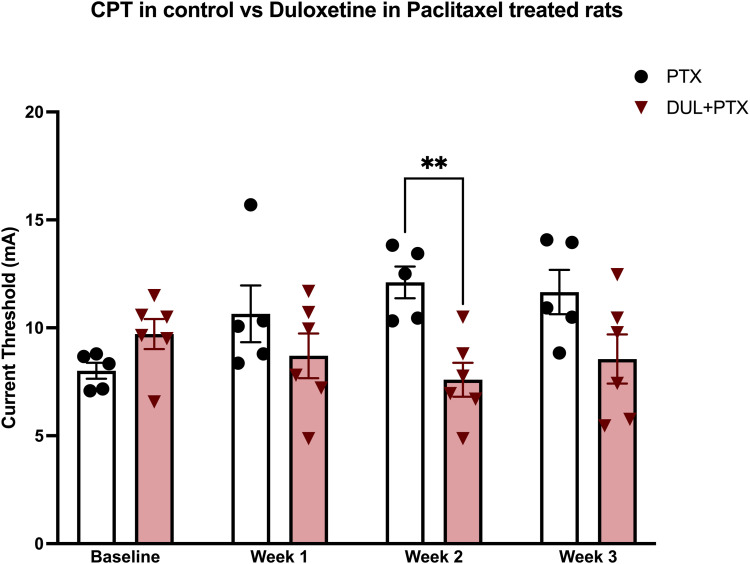 Duloxetine prevents bortezomib and paclitaxel large-fiber chemotherapy-induced peripheral neuropathy (LF-CIPN) in sprague dawley rats.