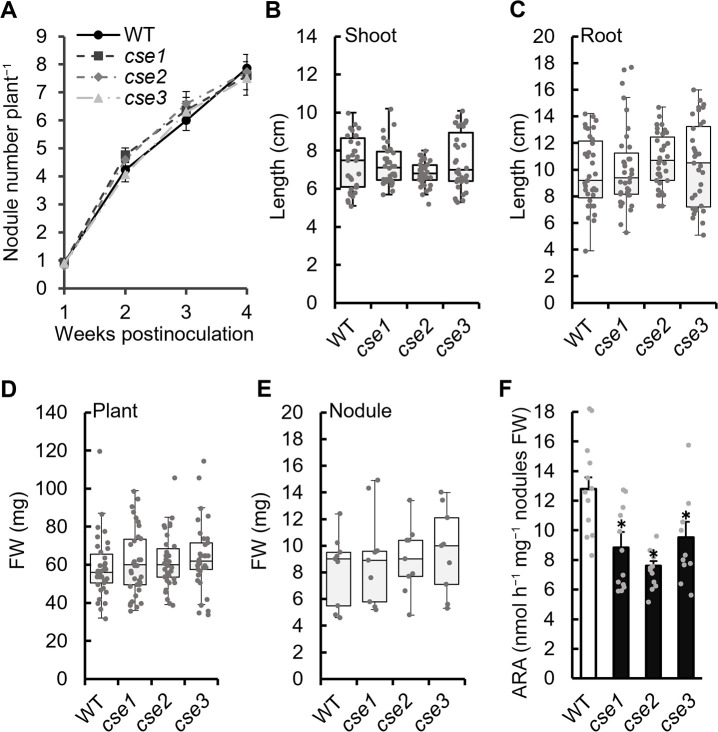 Reactive Sulfur Species Produced by Cystathionine γ-lyase Function in the Establishment of Mesorhizobium loti-Lotus japonicus Symbiosis.