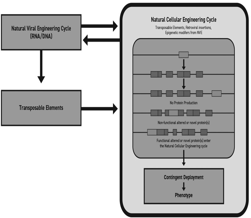 Cellular and Natural Viral Engineering in Cognition-Based Evolution.