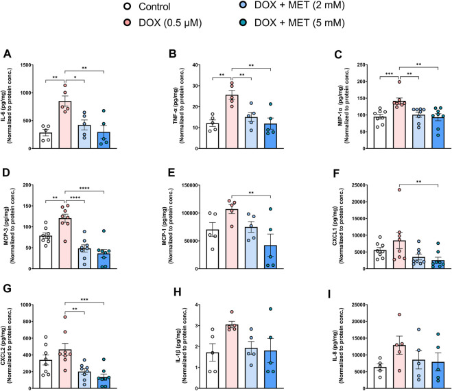 Metformin mitigates SASP secretion and LPS-triggered hyper-inflammation in Doxorubicin-induced senescent endothelial cells.