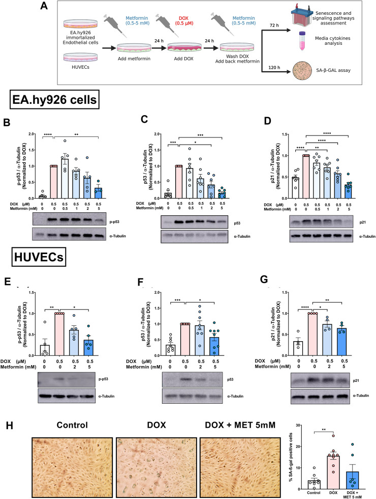 Metformin mitigates SASP secretion and LPS-triggered hyper-inflammation in Doxorubicin-induced senescent endothelial cells.