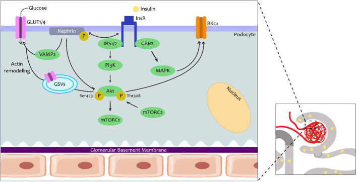 Insulin and the kidneys: a contemporary view on the molecular basis.