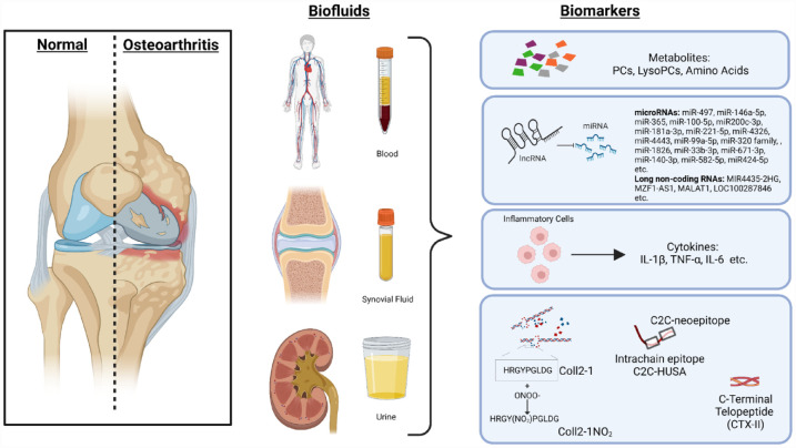 Emerging molecular biomarkers in osteoarthritis pathology.