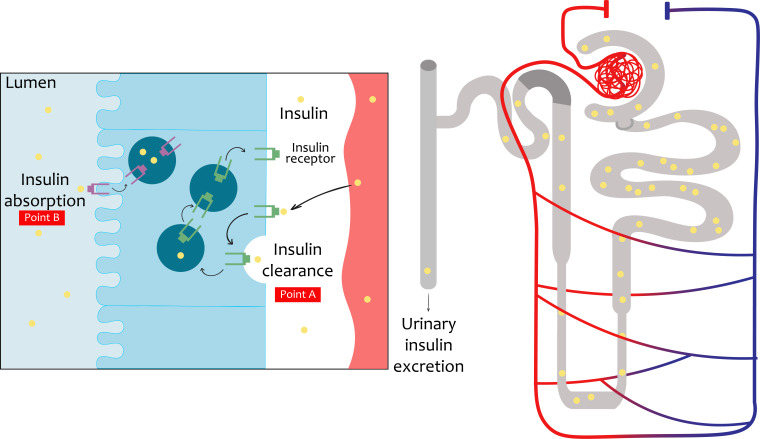 Insulin and the kidneys: a contemporary view on the molecular basis.