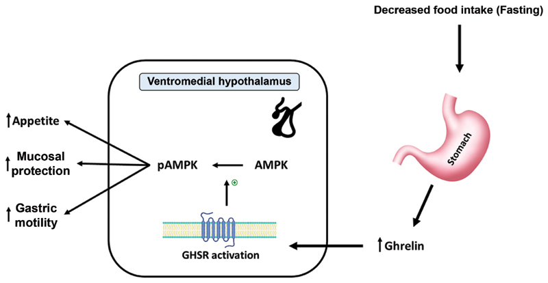 A Clinical Overview of Anorexia Nervosa and Overcoming Treatment Resistance.