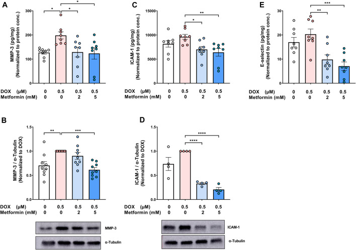 Metformin mitigates SASP secretion and LPS-triggered hyper-inflammation in Doxorubicin-induced senescent endothelial cells.