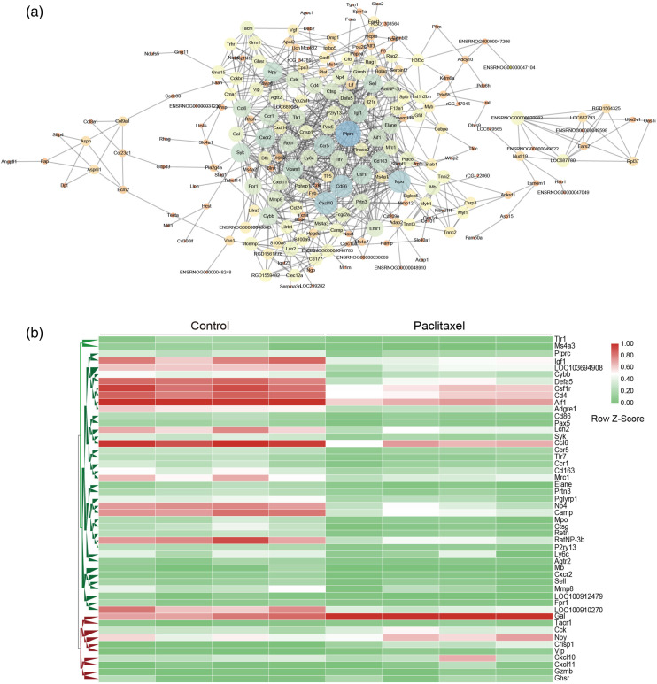 Transcriptome analysis reveals dysregulation of inflammatory and neuronal function in dorsal root ganglion of paclitaxel-induced peripheral neuropathy rats.