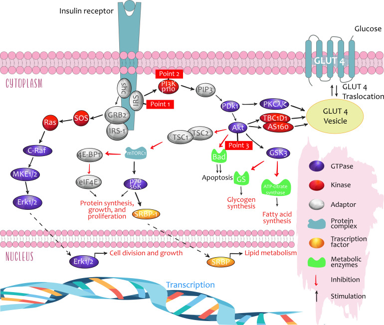 Insulin and the kidneys: a contemporary view on the molecular basis.