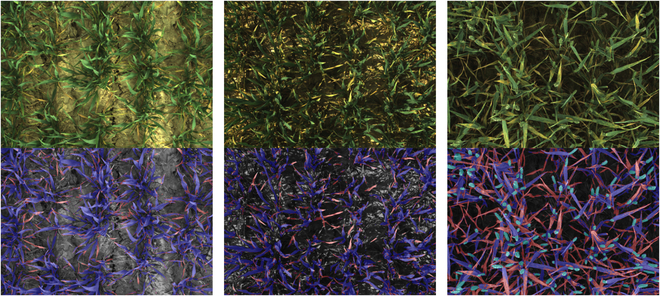 To What Extent Does Yellow Rust Infestation Affect Remotely Sensed Nitrogen Status?