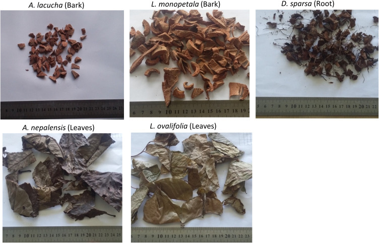 Screening of Antioxidant, Antibacterial, Anti-Adipogenic, and Anti-Inflammatory Activities of Five Selected Medicinal Plants of Nepal.