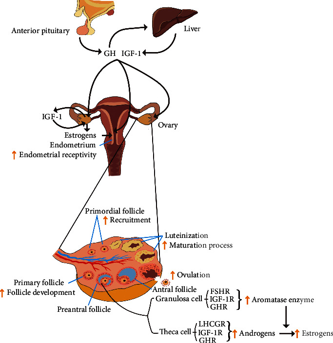 Effects of Growth Hormone on Adult Human Gonads: Action on Reproduction and Sexual Function.