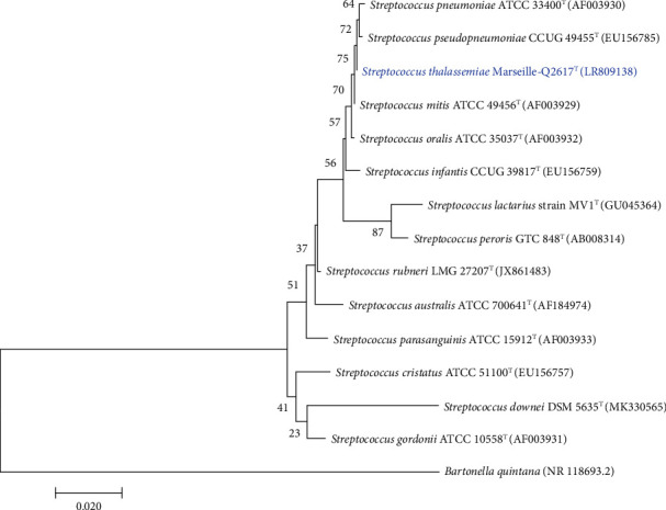 Description of <i>Streptococcus thalassemiae</i> sp. nov., a Bacterium Isolated from Human Blood.