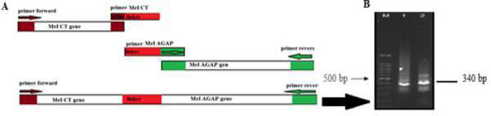 Design and construction of a chimeric peptide, MeICT/IMe-AGAP, from two anti-cancer toxins of Iranian <i>Mesobuthus eupeus</i> scorpion.