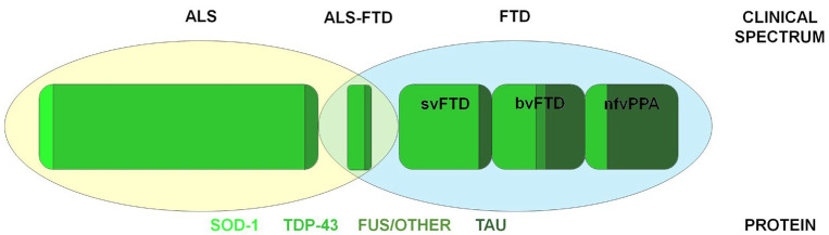 The Need for Biomarkers in the ALS-FTD Spectrum: A Clinical Point of View on the Role of Proteomics.