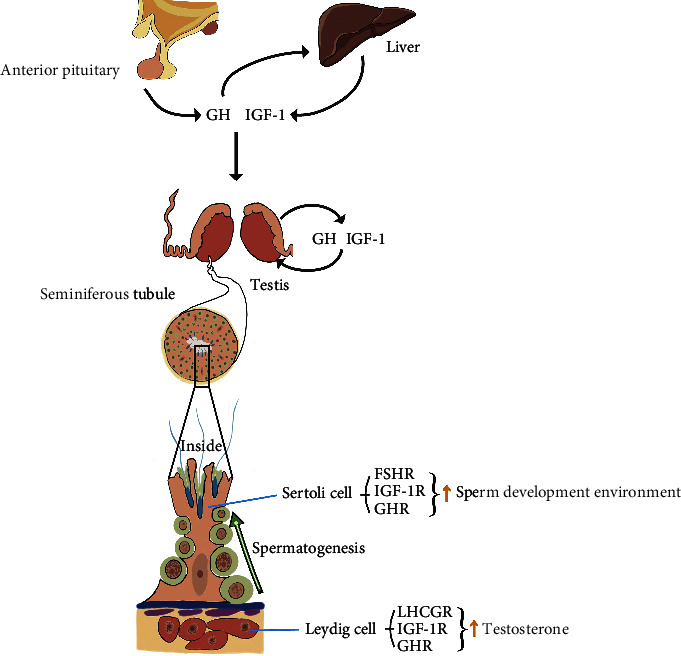 Effects of Growth Hormone on Adult Human Gonads: Action on Reproduction and Sexual Function.