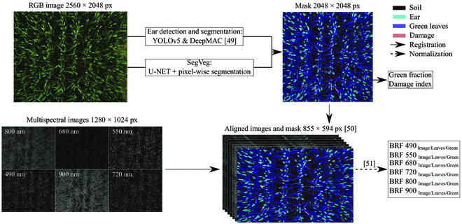 To What Extent Does Yellow Rust Infestation Affect Remotely Sensed Nitrogen Status?