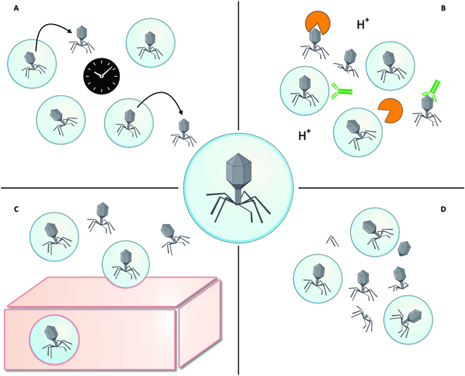 Phages and Nanotechnology: New Insights against Multidrug-Resistant Bacteria.