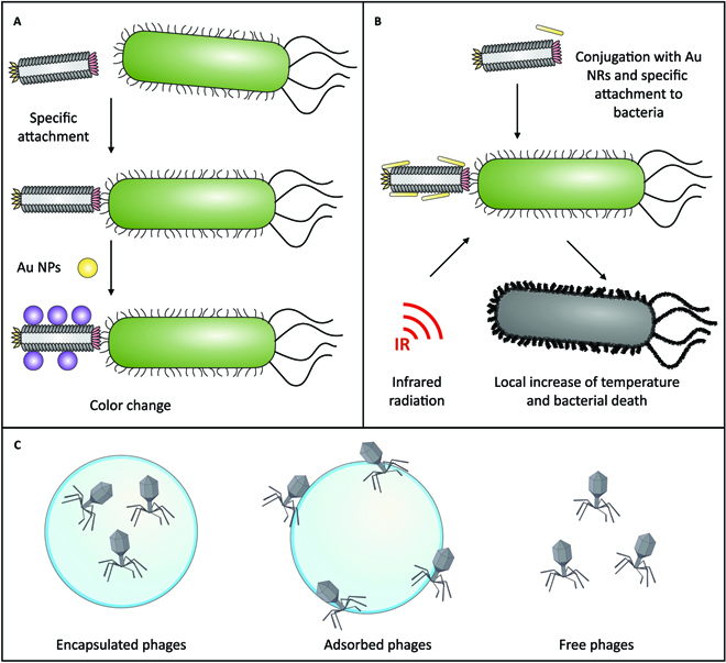 Phages and Nanotechnology: New Insights against Multidrug-Resistant Bacteria.