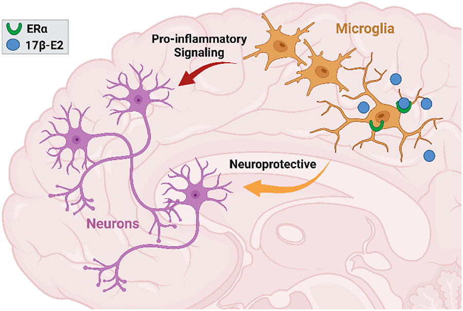 Role of Estrogen Receptor α in Aging and Chronic Disease.