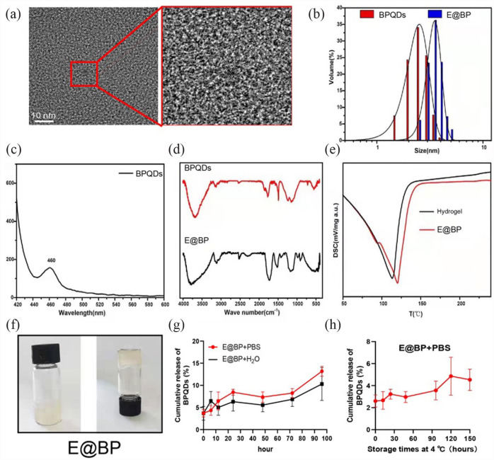 Modified black phosphorus quantum dots promotes spinal cord injury repair by targeting the AKT signaling pathway.