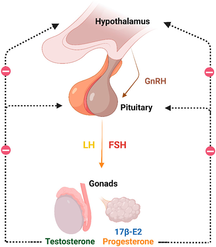 Role of Estrogen Receptor α in Aging and Chronic Disease.