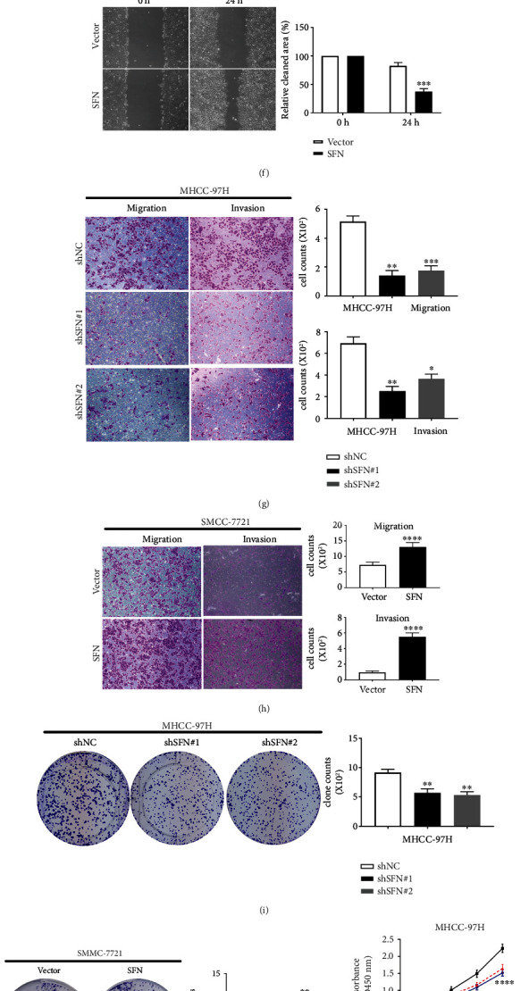 Stratifin Promotes Hepatocellular Carcinoma Progression by Modulating the Wnt/<i>β</i>-Catenin Pathway.