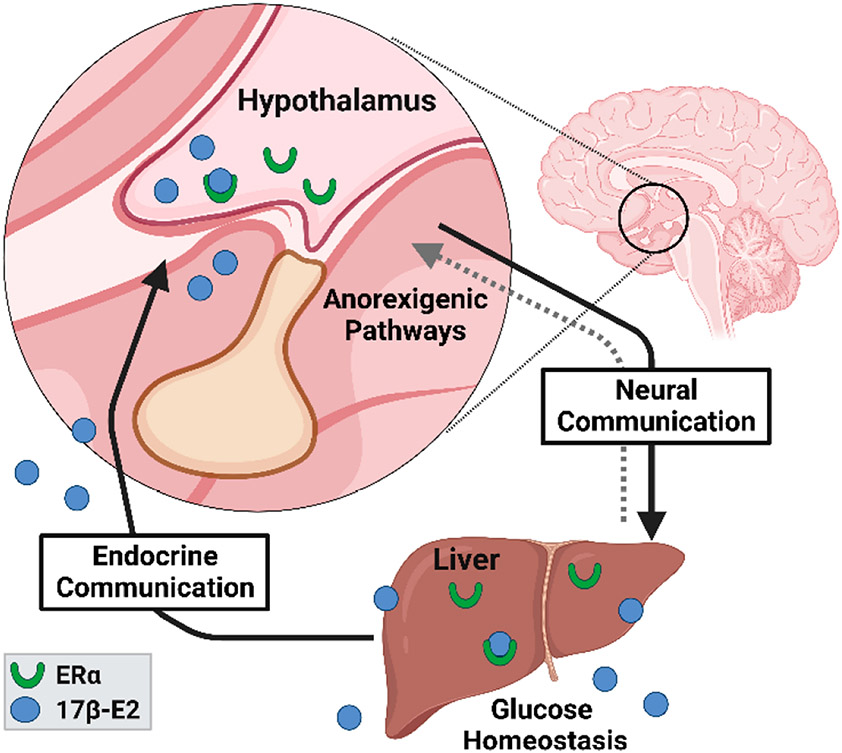 Role of Estrogen Receptor α in Aging and Chronic Disease.