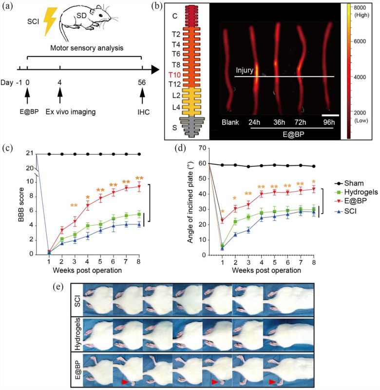 Modified black phosphorus quantum dots promotes spinal cord injury repair by targeting the AKT signaling pathway.