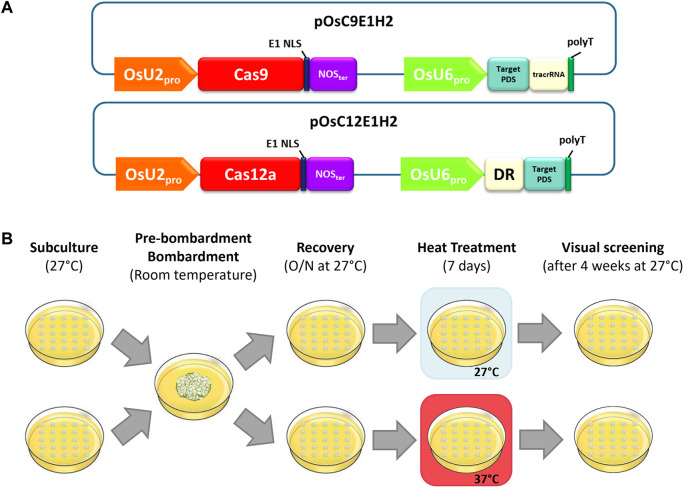 Editing efficiencies with Cas9 orthologs, Cas12a endonucleases, and temperature in rice.