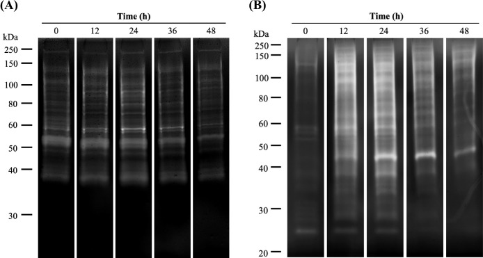 Relationship Between Rumen Microbial Composition and Fibrolytic Isozyme Activity During the Biodegradation of Rice Straw Powder Using Rumen Fluid.