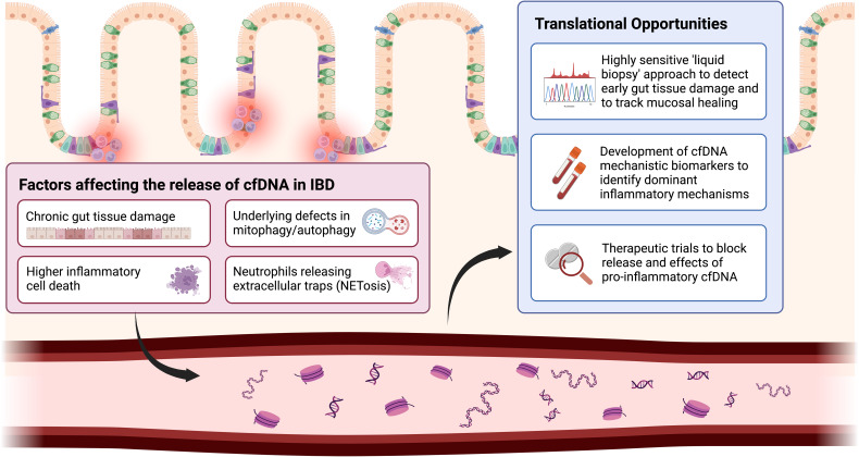 Circulating Cell-Free DNA in Inflammatory Bowel Disease: Liquid Biopsies with Mechanistic and Translational Implications.