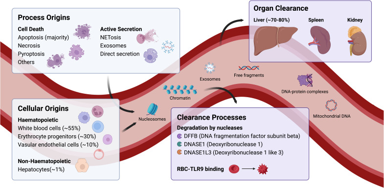 Circulating Cell-Free DNA in Inflammatory Bowel Disease: Liquid Biopsies with Mechanistic and Translational Implications.