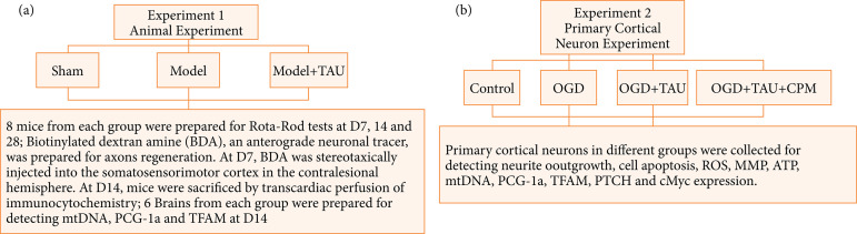 Taurine promotes axonal sprouting via Shh-mediated mitochondrial improvement in stroke.