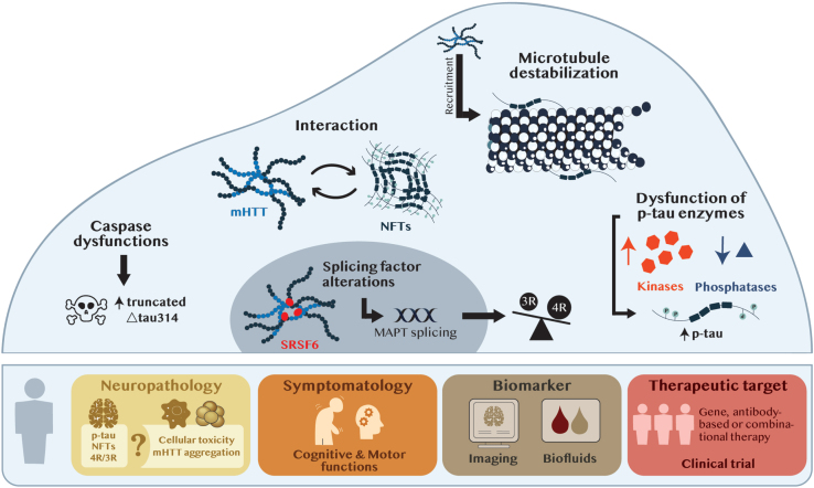 Untangling the Role of Tau in Huntington's Disease Pathology.