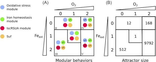 Analysis of a logical regulatory network reveals how Fe-S cluster biogenesis is controlled in the face of stress.