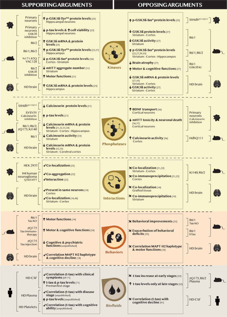 Untangling the Role of Tau in Huntington's Disease Pathology.