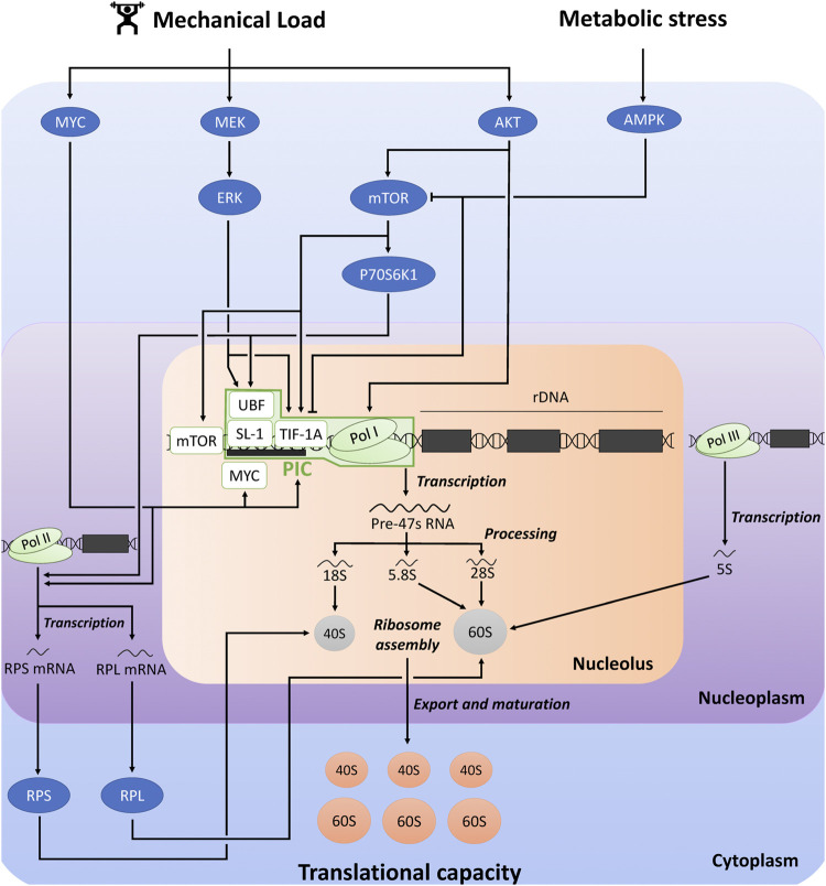 Does the blunted stimulation of skeletal muscle protein synthesis by aging in response to mechanical load result from impaired ribosome biogenesis?