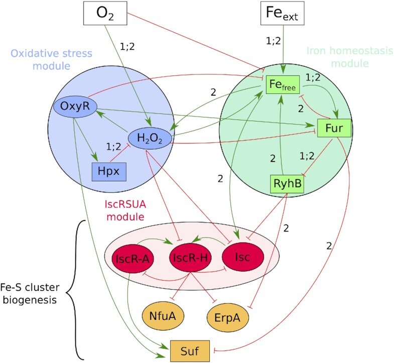 Analysis of a logical regulatory network reveals how Fe-S cluster biogenesis is controlled in the face of stress.