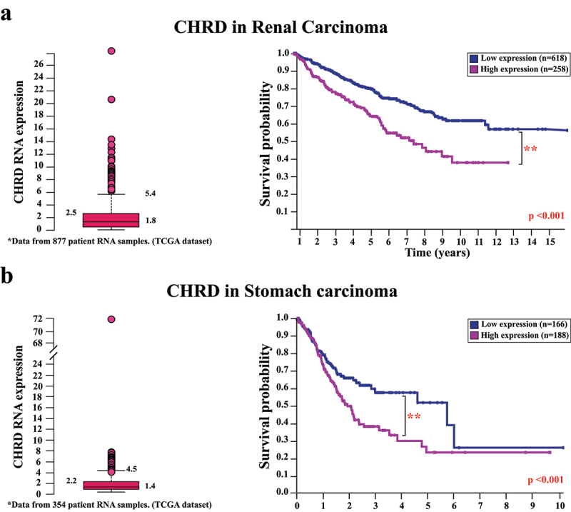 The developmental gene Chordin is amplified and expressed in human cancers.