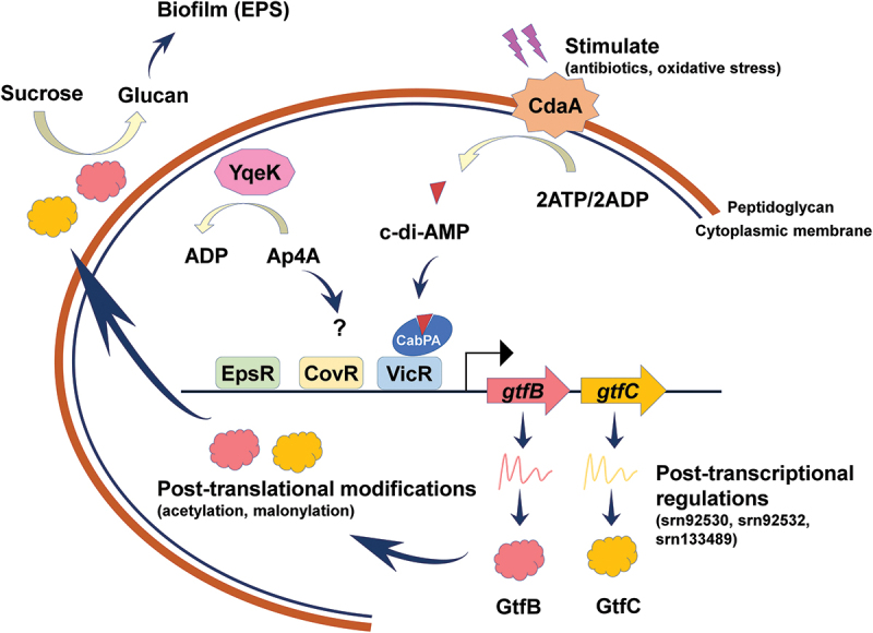 Regulatory mechanisms of exopolysaccharide synthesis and biofilm formation in Streptococcus mutans.