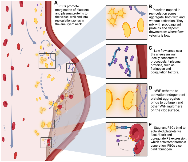 Thrombosis in the pathogenesis of abdominal aortic aneurysm