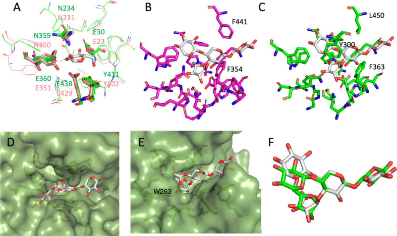 Characterization of an α-L-Arabinofuranosidase GH51 from the Brown-rot Fungus <i>Gloeophyllum trabeum</i>.