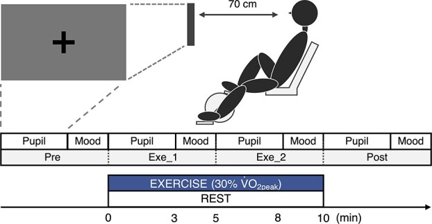 A possible contribution of the locus coeruleus to arousal enhancement with mild exercise: evidence from pupillometry and neuromelanin imaging.