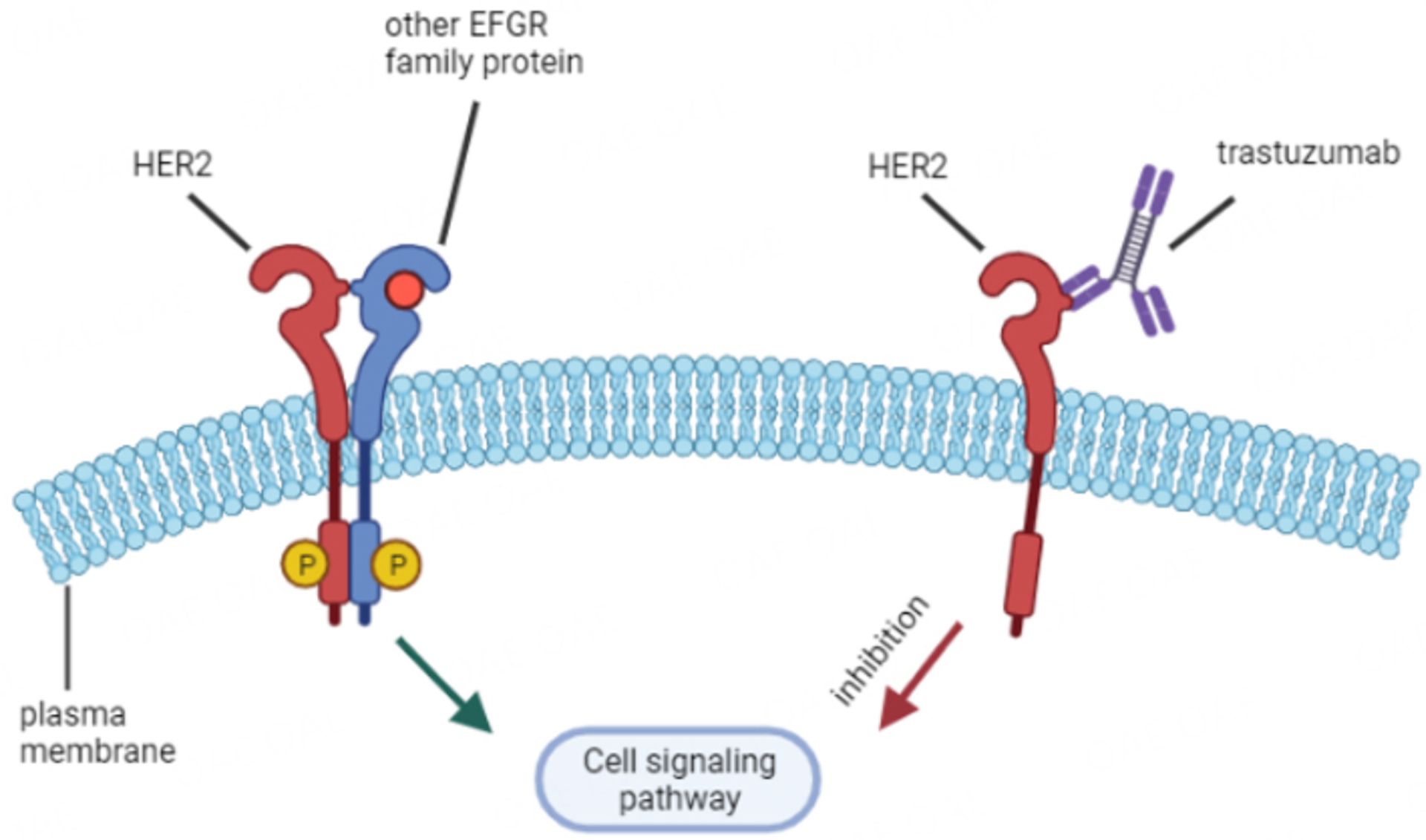 Advanced breast cancer metastasized in the brain: treatment standards and innovations.